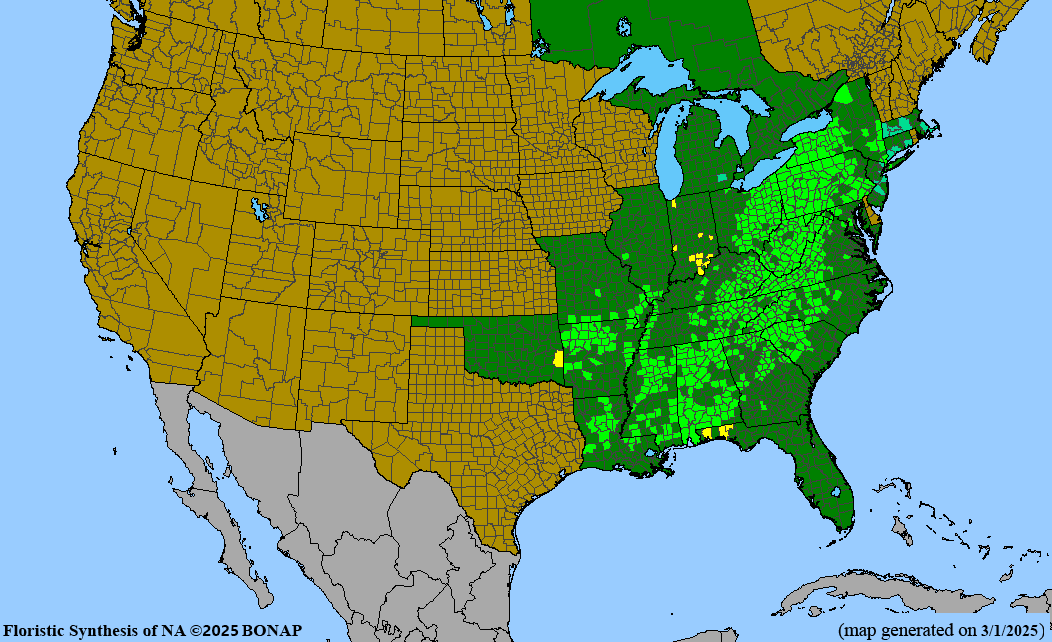 Cucumber Magnolia (Magnolia acuminata)