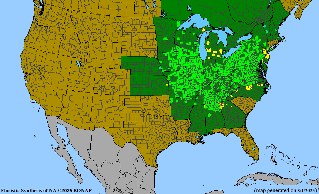 Virginia Bluebells (Mertensia virginica) BARE ROOT