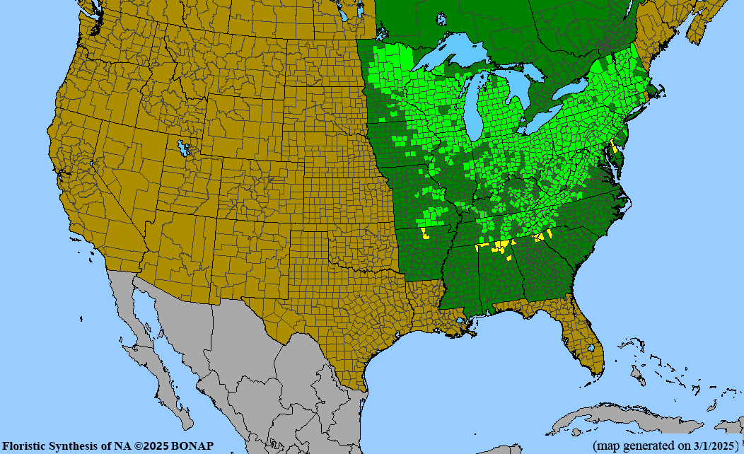 Bishop’s Cap (Mitella diphylla) 2x2x3" Pot