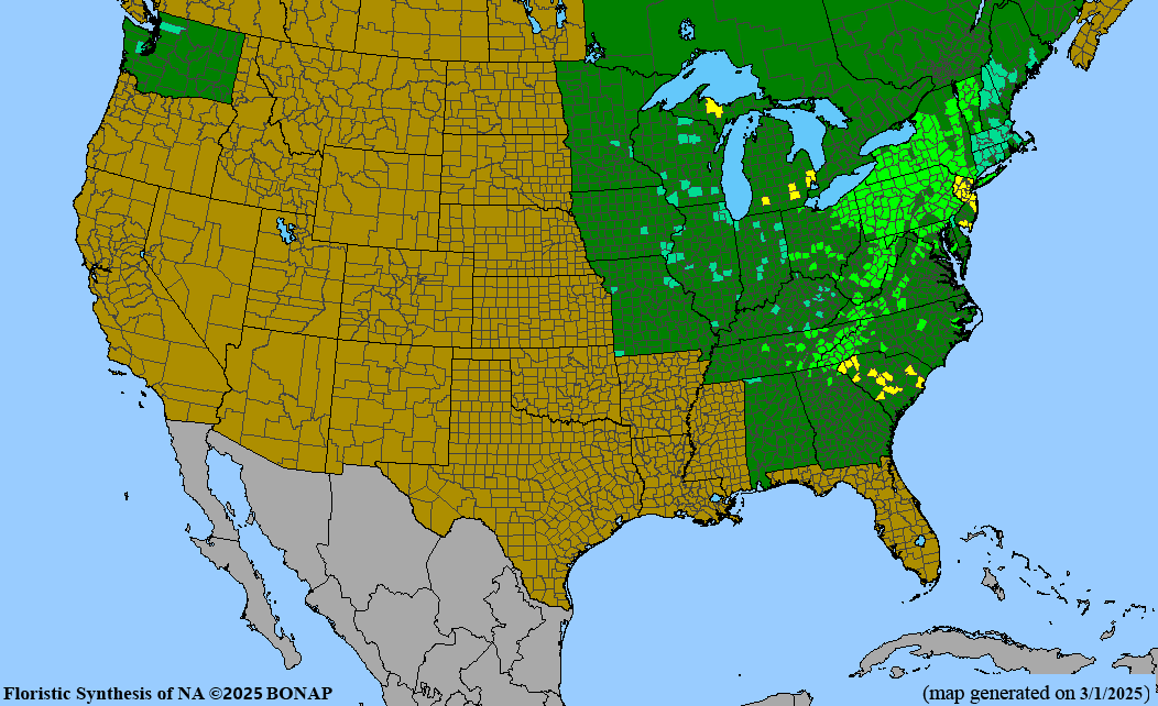 Scarlet Bee Balm (Monarda didyma)