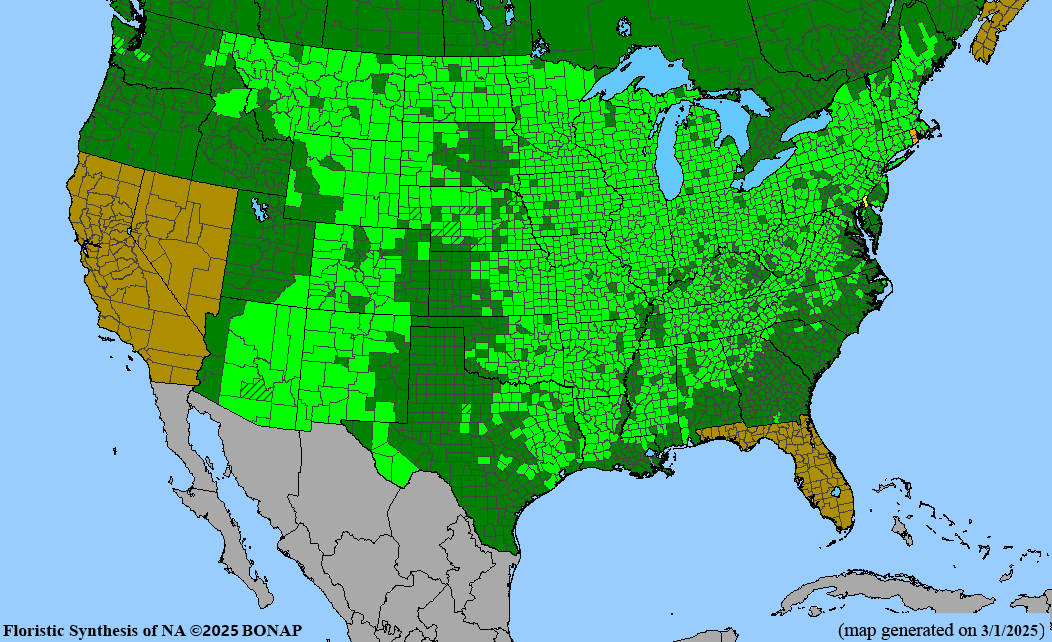 Seed Pack - Wild Bergamot [Bee Balm] (Monarda fitulosa)