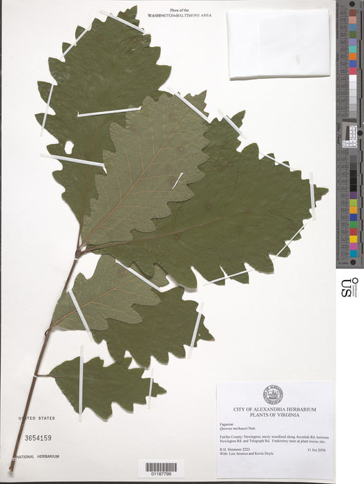 Swamp Chestnut Oak (Quercus michauxii)