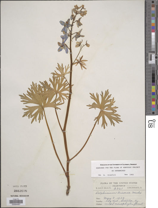 Dwarf Larkspur (Delphinium tricorne) BARE ROOT