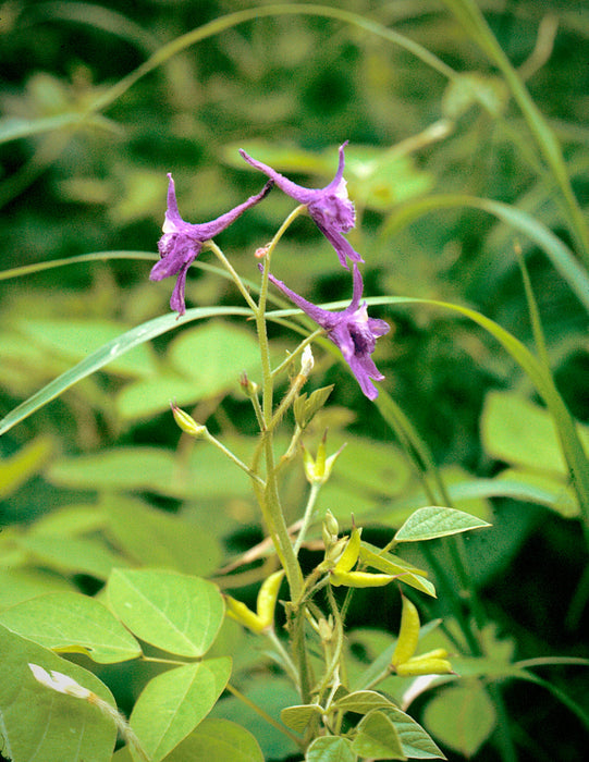 Dwarf Larkspur (Delphinium tricorne) BARE ROOT