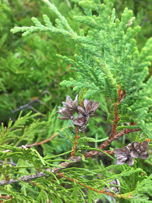 Northern White Cedar (Thuja occidentalis)