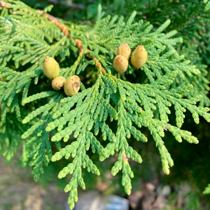 Northern White Cedar (Thuja occidentalis)