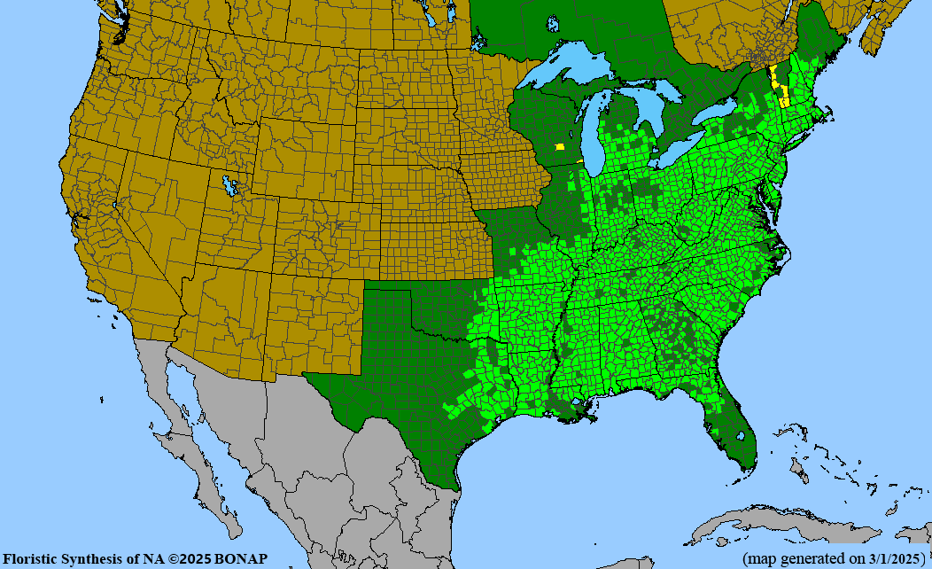 Black Gum (Nyssa sylvatica)