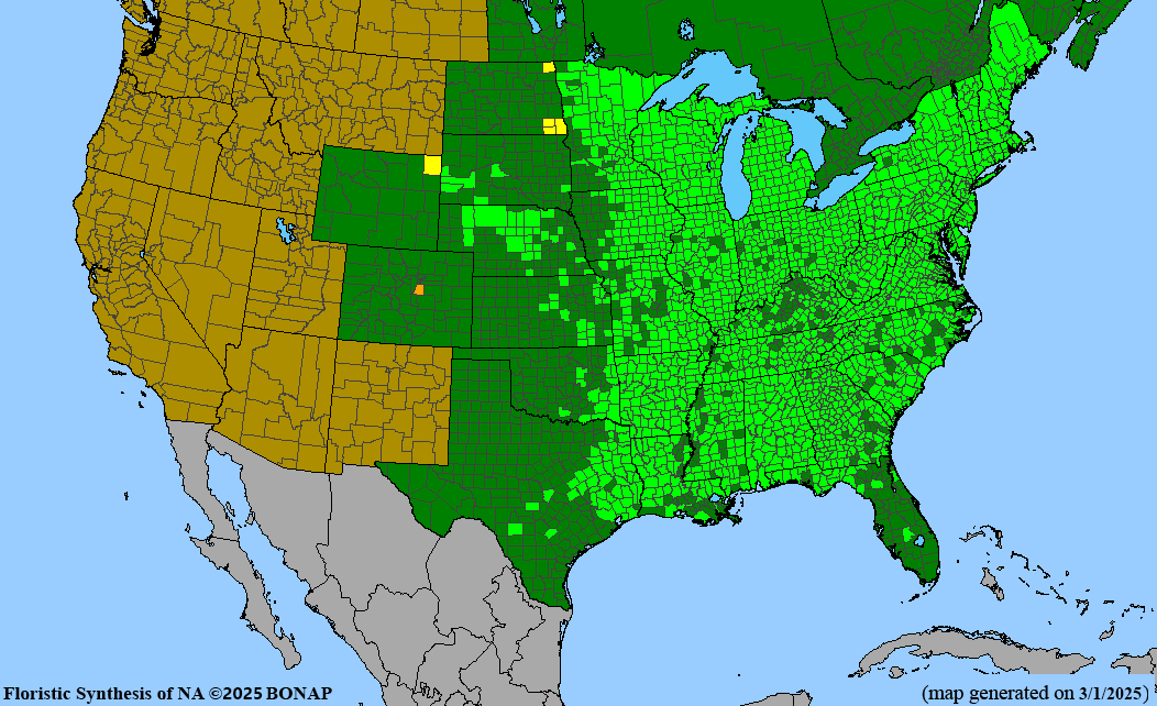 Sensitive Fern (Onoclea sensibilis) BARE ROOT