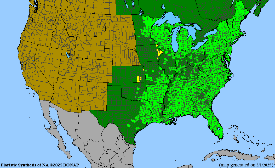 Royal Fern (Osmunda regalis) BARE ROOT