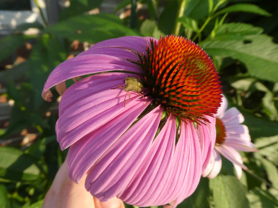 Purple Coneflower (Echinacea purpurea) 1 GAL