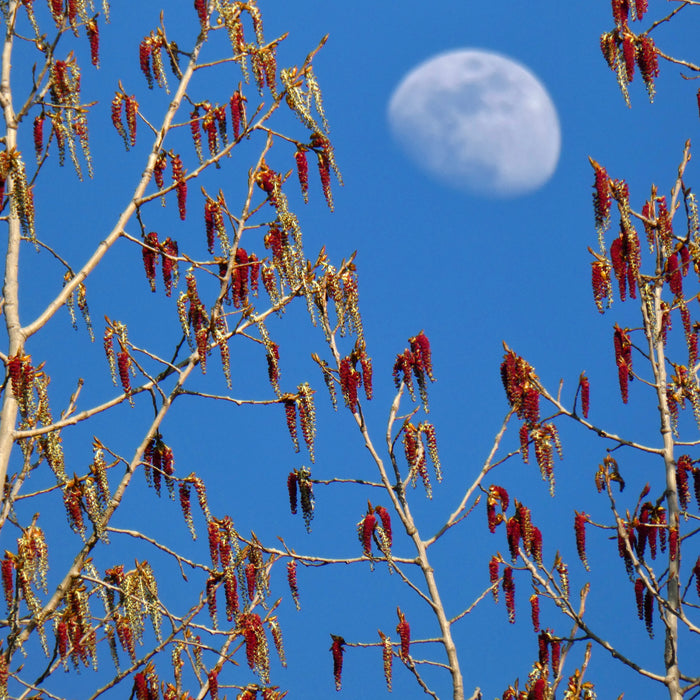 Eastern Cottonwood (Populus deltoides)