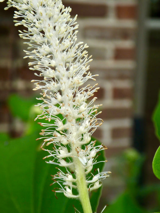 Lizard's Tail (Saururus cernuus) BARE ROOT