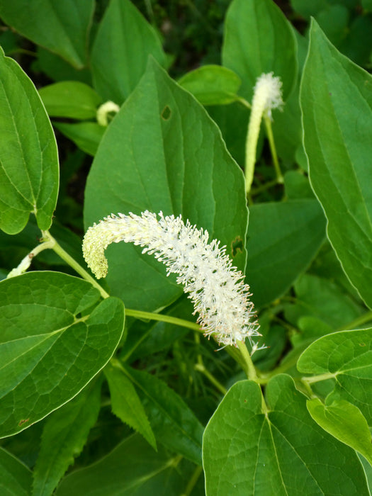 Lizard's Tail (Saururus cernuus) BARE ROOT