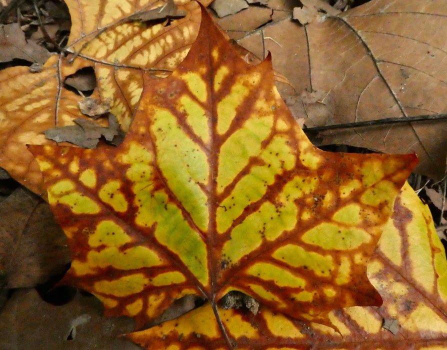 American Sycamore (Platanus occidentalis)