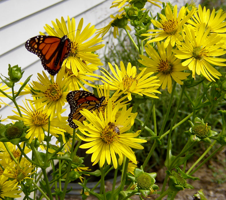 Cup Plant (Silphium perfoliatum) 2x2x3" Pot