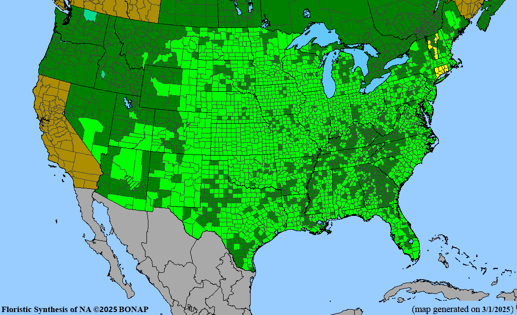 Switch Grass (Panicum virgatum) 1 GAL