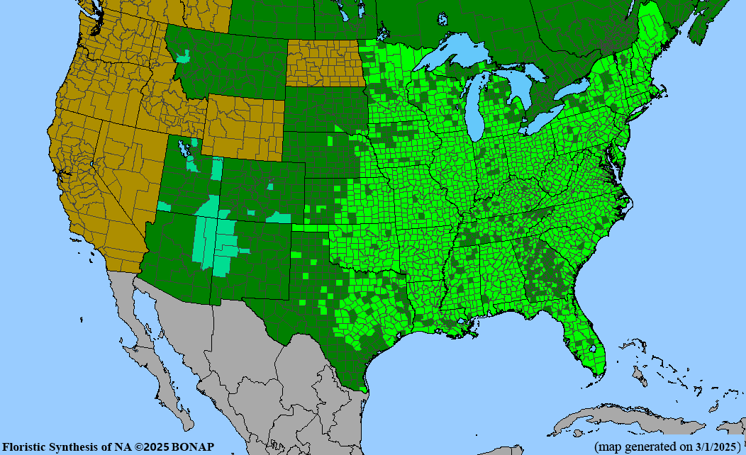 Virginia Creeper (Parthenocissus quinquefolia)