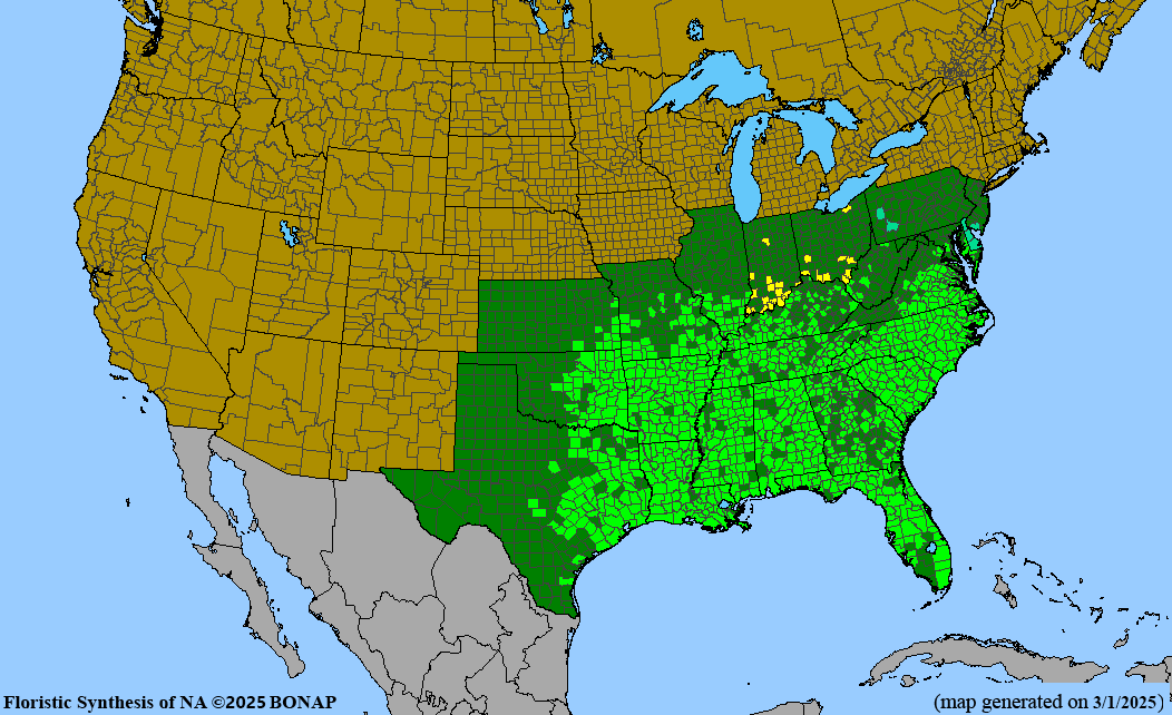 Purple Maypop (Passiflora incarnata)