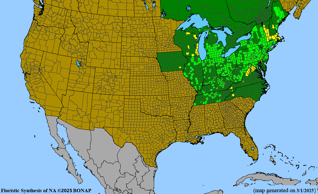 Seed Pack - Hairy Penstemon (Penstemon hirsutus)