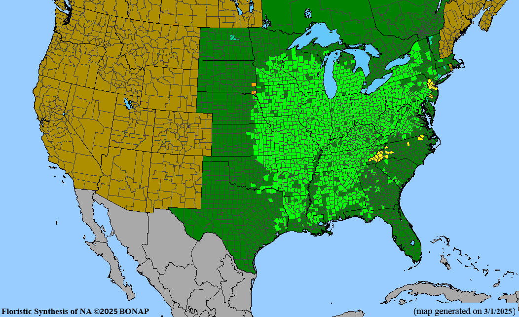 Woodland Phlox (Phlox divaricata)
