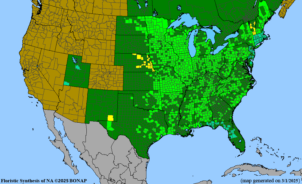 Seed Pack - Obedient Plant (Physostgia virginiana)