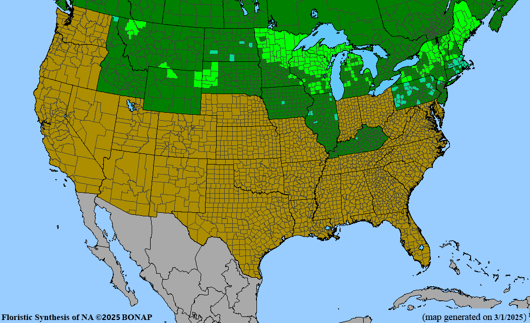 White Spruce (Picea glauca)