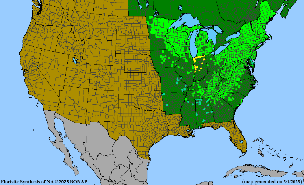 Eastern White Pine (Pinus strobus)