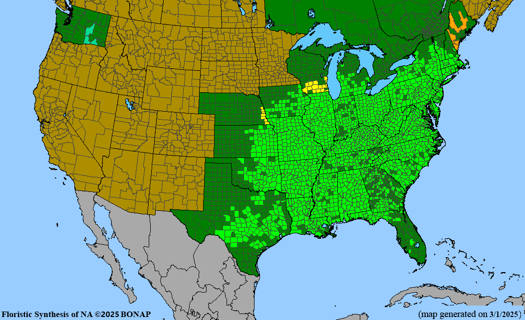 American Sycamore (Platanus occidentalis)