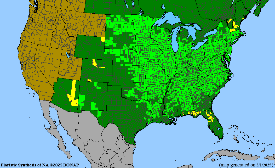 Solomon’s Seal (Polygonatum biflorum) BARE ROOT