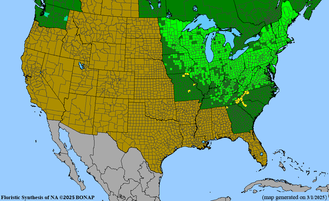 Bigtooth Aspen (Populus grandidentata)