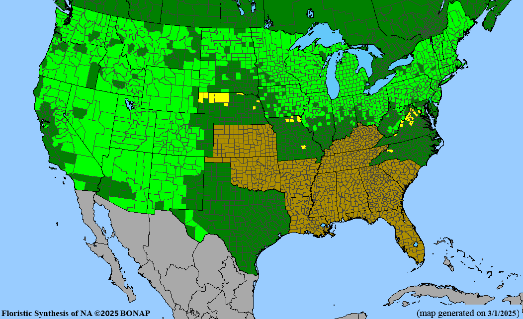 Quaking Aspen (Populus tremuloides)
