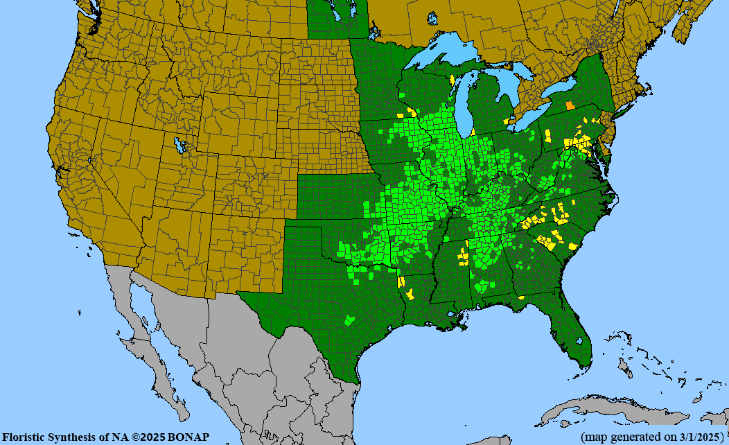 Seed Pack - Midland Shooting Star (Dodecatheon meadia)