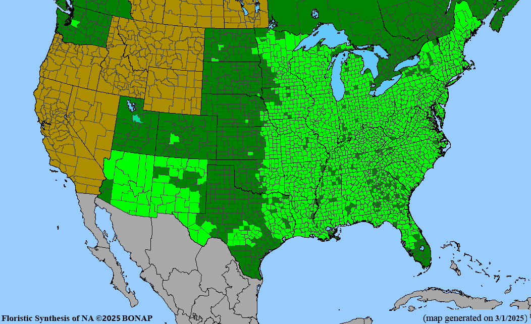 Black Cherry (Prunus serotina)
