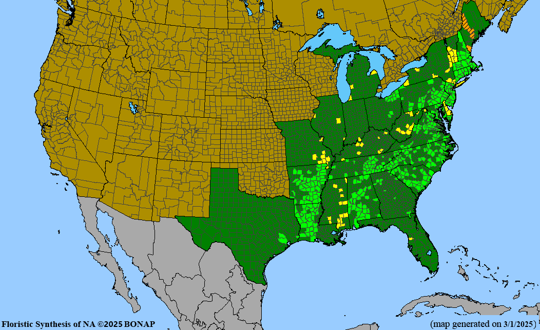 Clustered Mountain Mint (Pycnanthemum muticum) 1 GAL