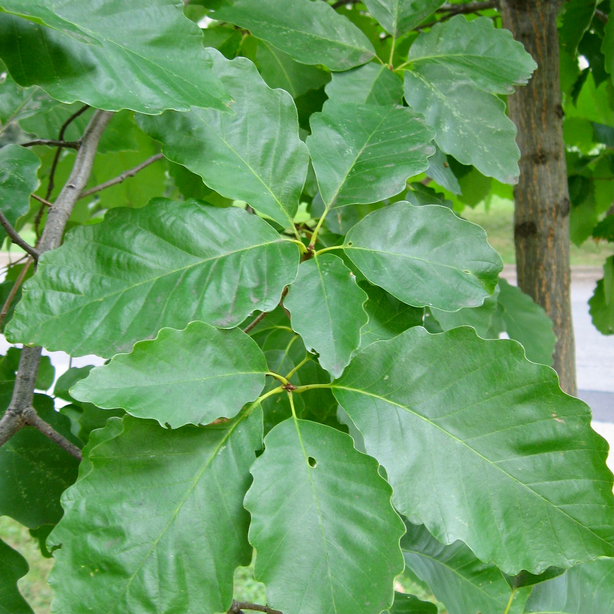 Swamp Chestnut Oak (Quercus michauxii) — Native Plants Unlimited LLC