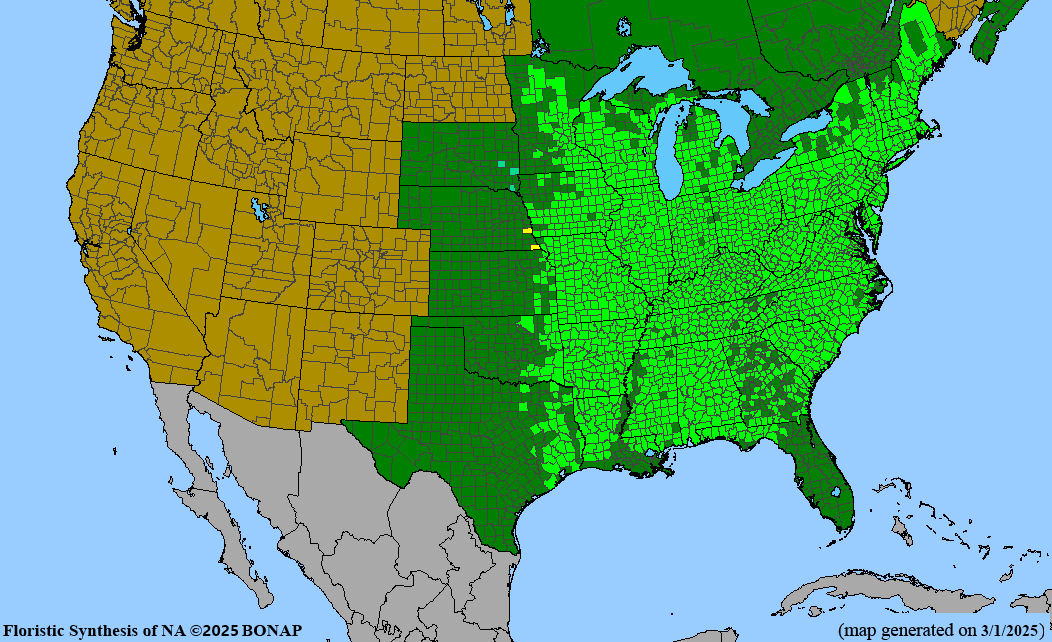 White Oak (Quercus alba)