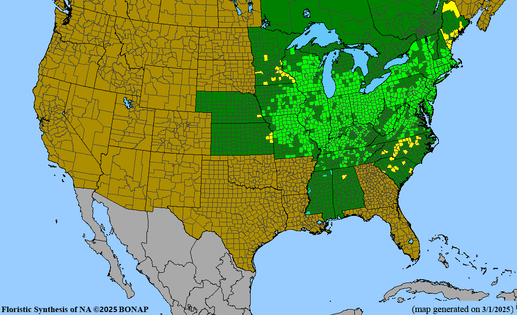 Swamp White Oak (Quercus bicolor)