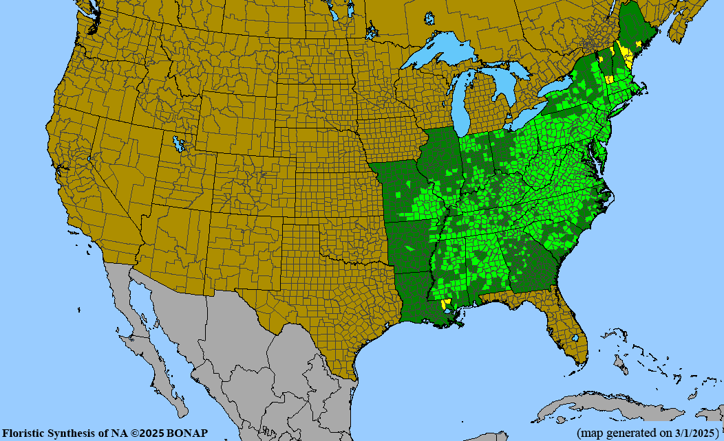 Scarlet Oak (Quercus coccinea)