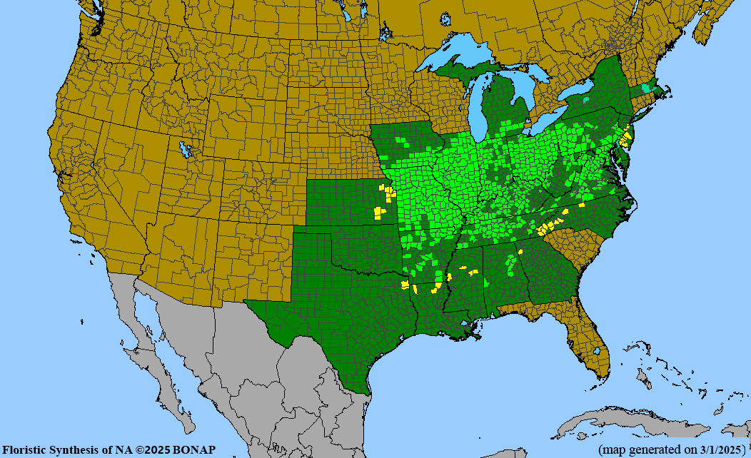 Shingle Oak (Quercus imbricaria)