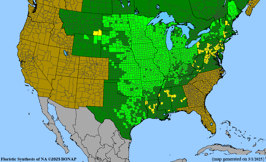 Bur Oak (Quercus macrocarpa)
