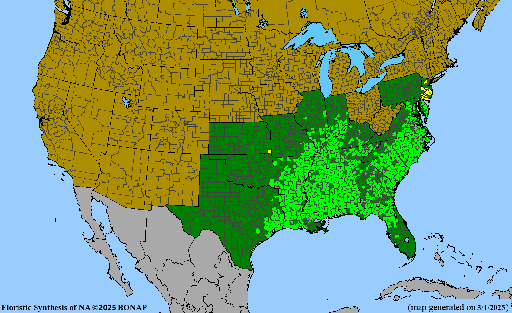 Swamp Chestnut Oak (Quercus michauxii)