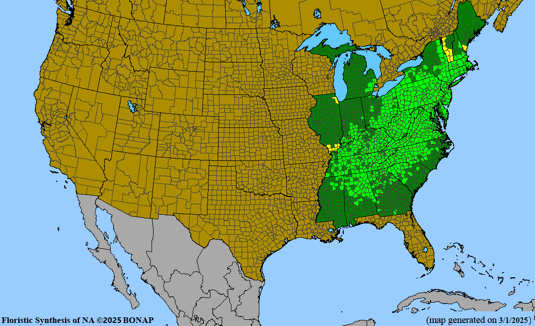 Chestnut Oak (Quercus montana)