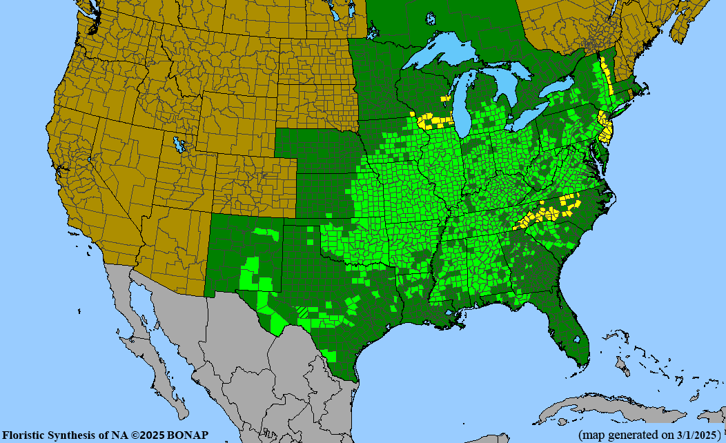 Chinquapin Oak (Quercus muehlenbergii)