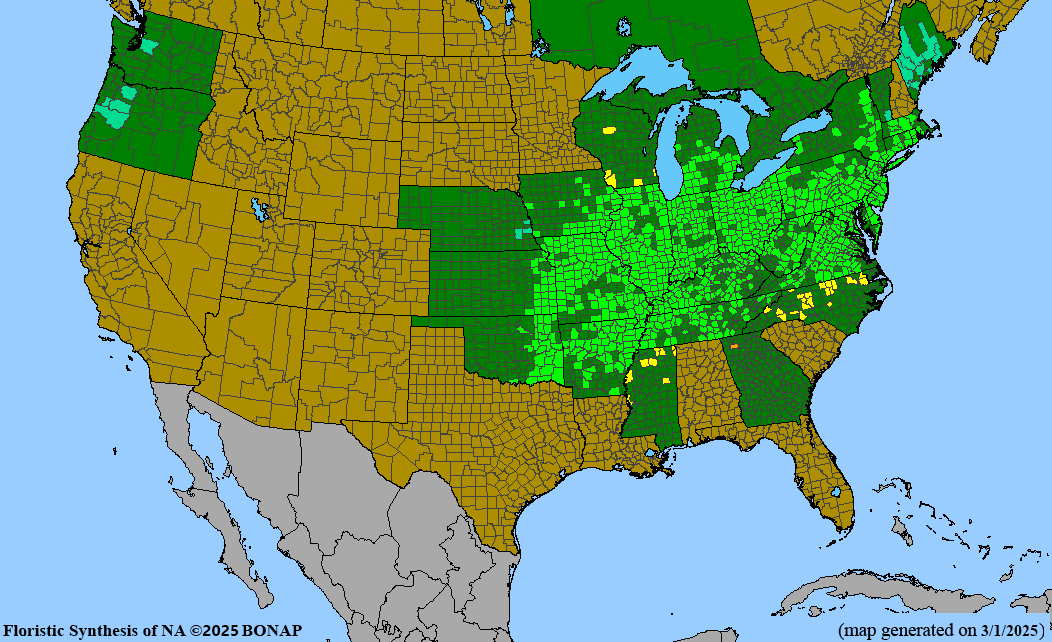 Pin Oak (Quercus palustris)