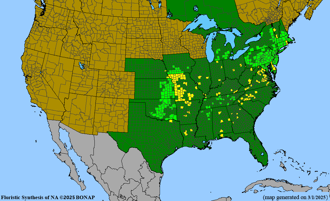 Dwarf Chinquapin Oak (Quercus prinoides)