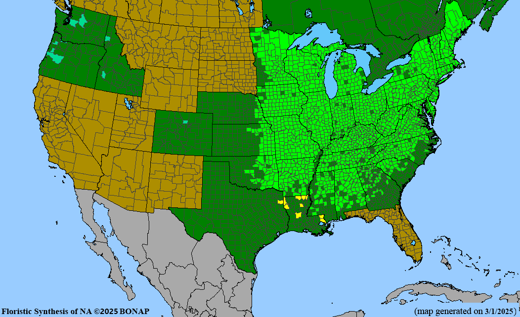 Red Oak (Quercus rubra)