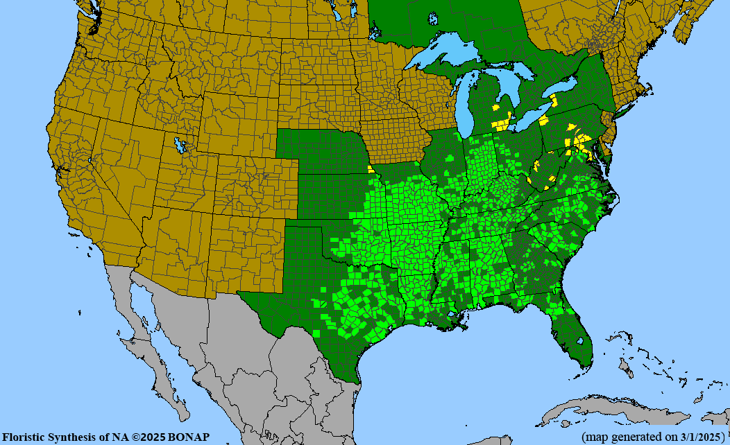 Shumard Oak (Quercus shumardii)