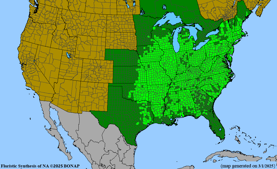 Black Oak (Quercus velutina)