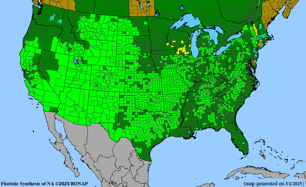 Fragrant Sumac (Rhus aromatica)