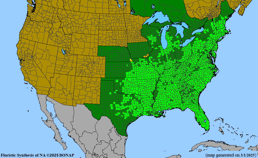 Flameleaf Sumac (Rhus copallina)